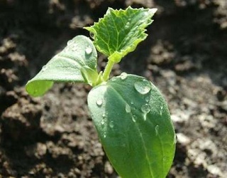 Прищипування допомагає підвищити врожайність огірків